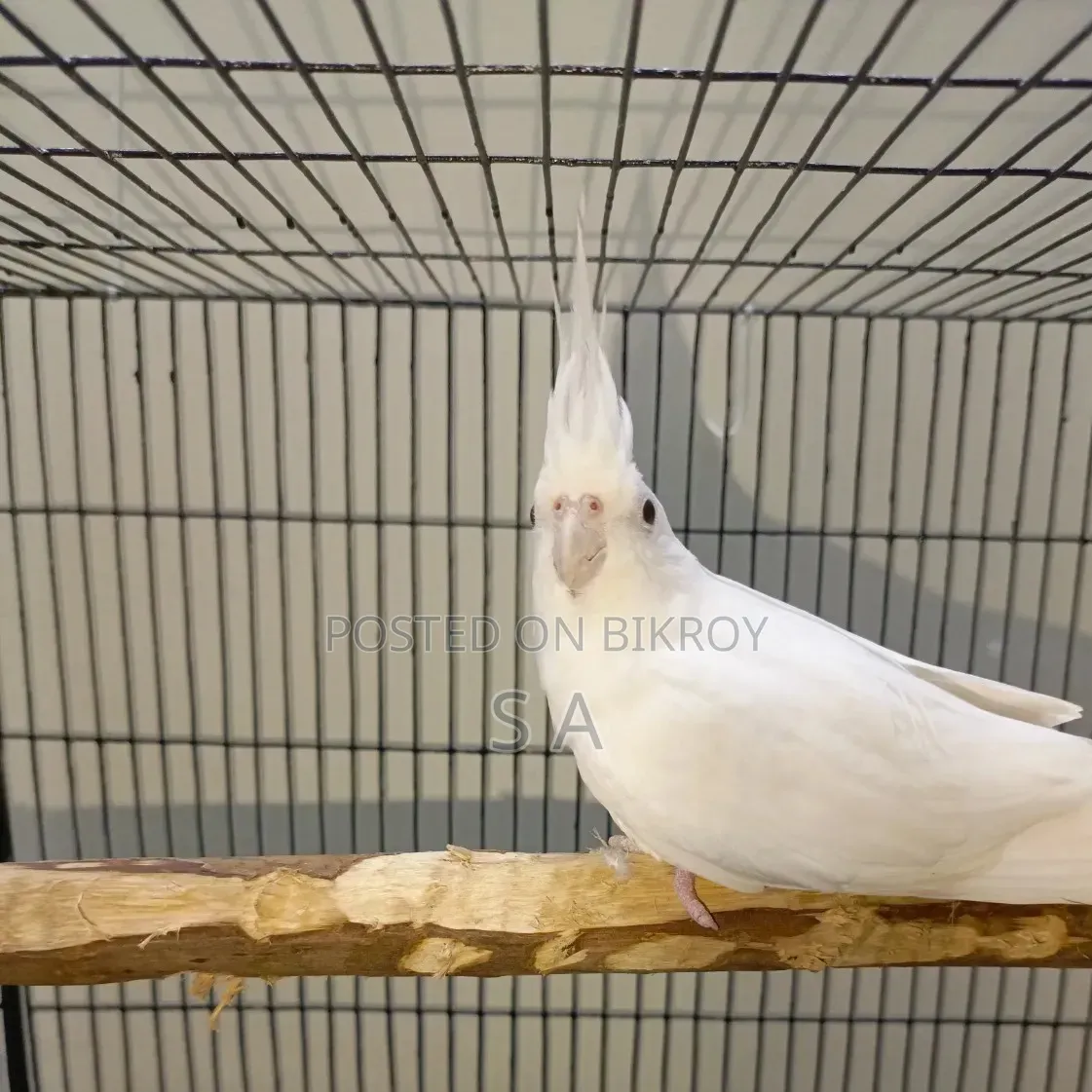 Albino Female Cockatiel