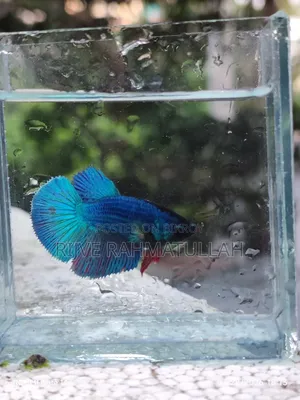 ফিমেল ফাইটার মাছ বিক্রি