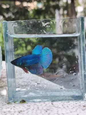 ফিমেল ফাইটার মাছ বিক্রি
