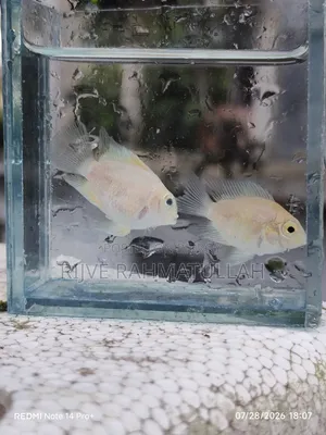 হোয়াইট পোলার পেরোট