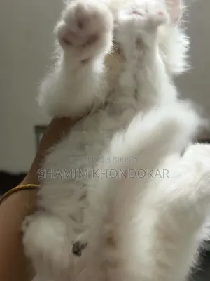 ১-৩ মাসের ফিমেল পিওরব্রেড পার্সিয়ান