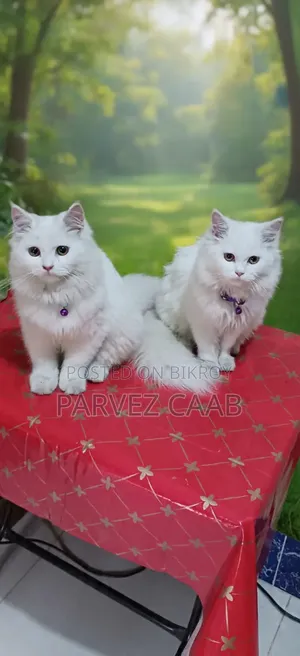 ১+ বছরের খাঁটি পার্সিয়ান পুরুষ বিড়াল