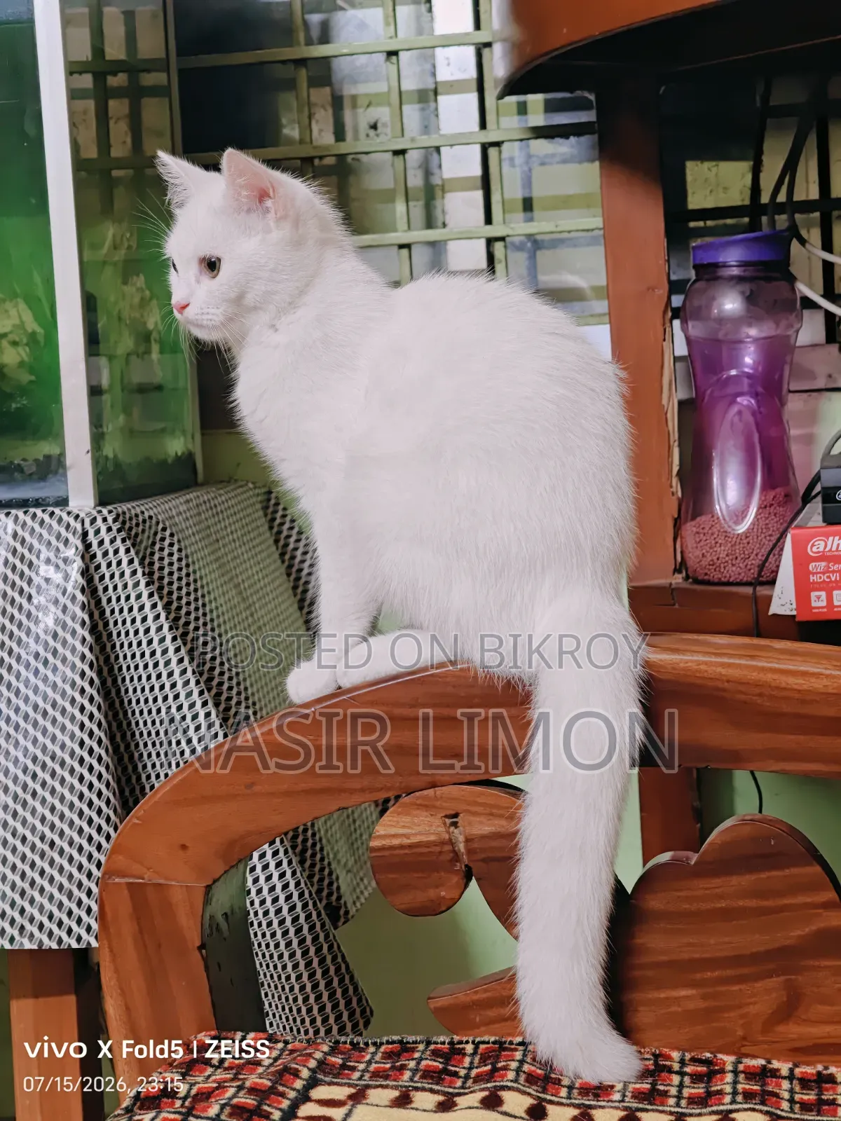 3-6 Months Female Mixed Breed Persian