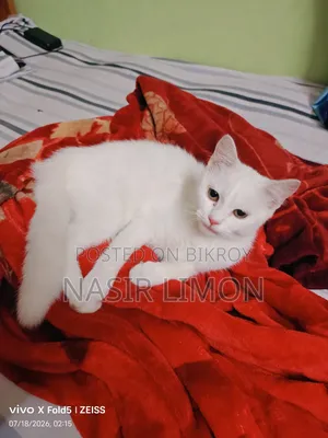 3-6 Months Female Mixed Breed Persian
