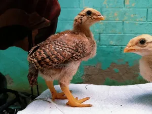 Aseel Chicken