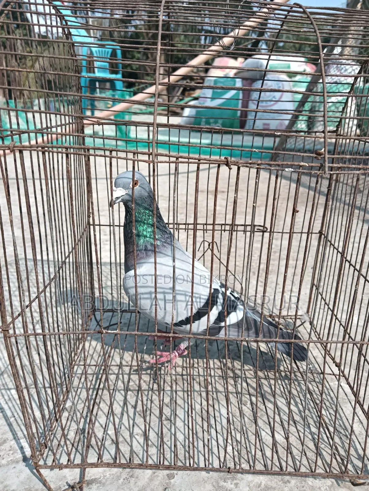 Pigeon for Sale