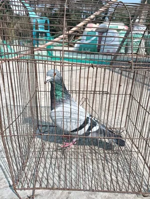 Pigeon for Sale