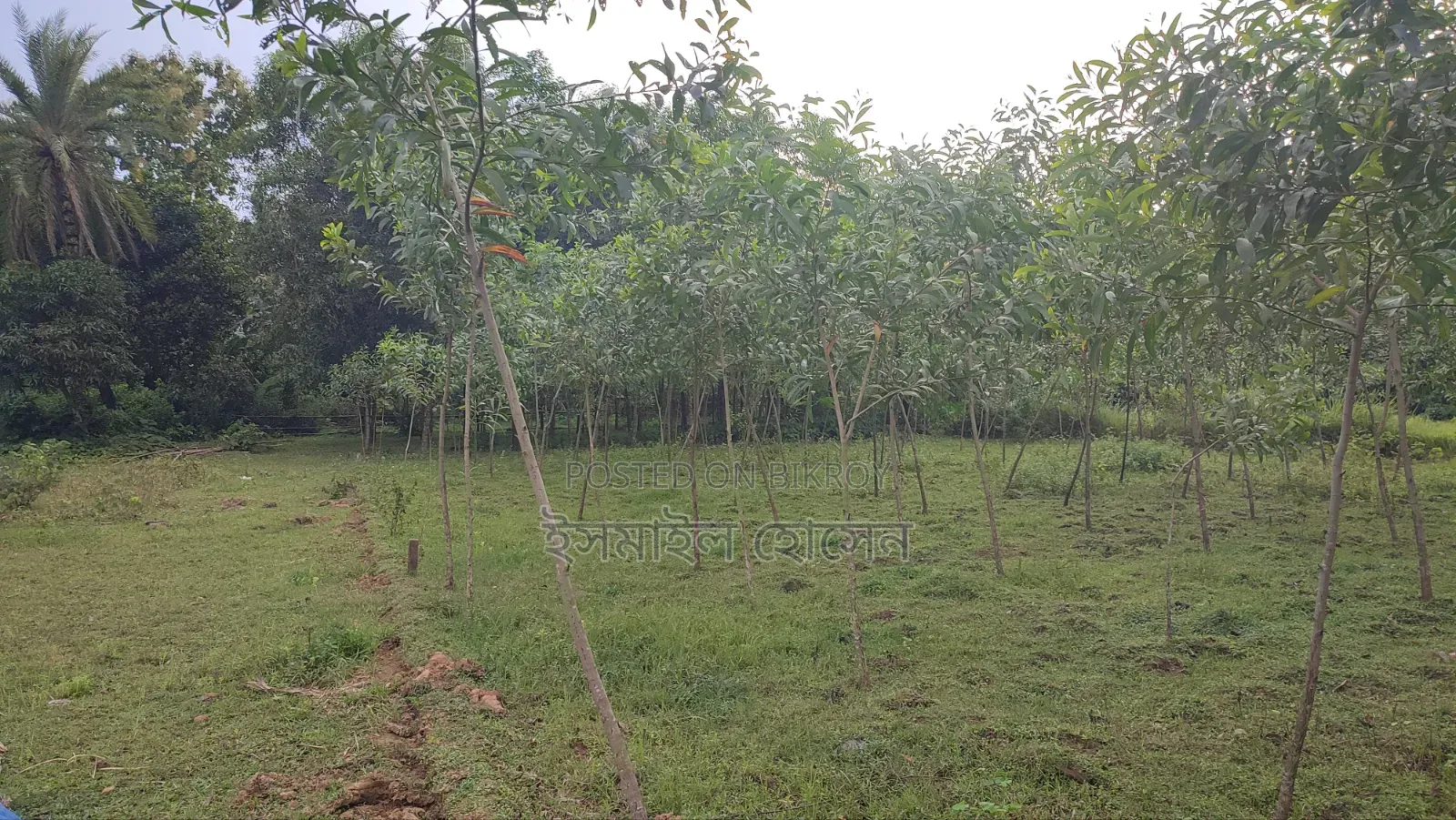 Land for sale 12 katha due to urgent need of money
