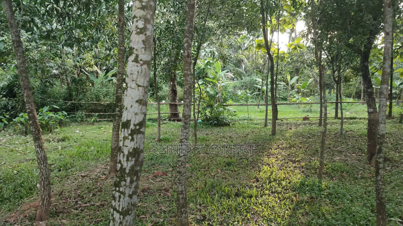 Land for sale 12 katha due to urgent need of money