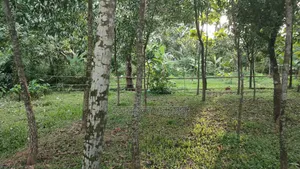 Land for sale 12 katha due to urgent need of money