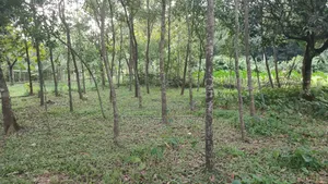 Land for sale 12 katha due to urgent need of money