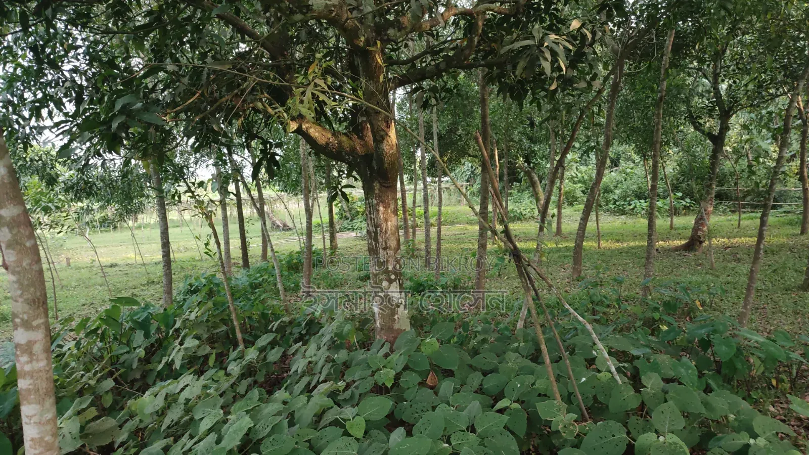 Land for sale 12 katha due to urgent need of money