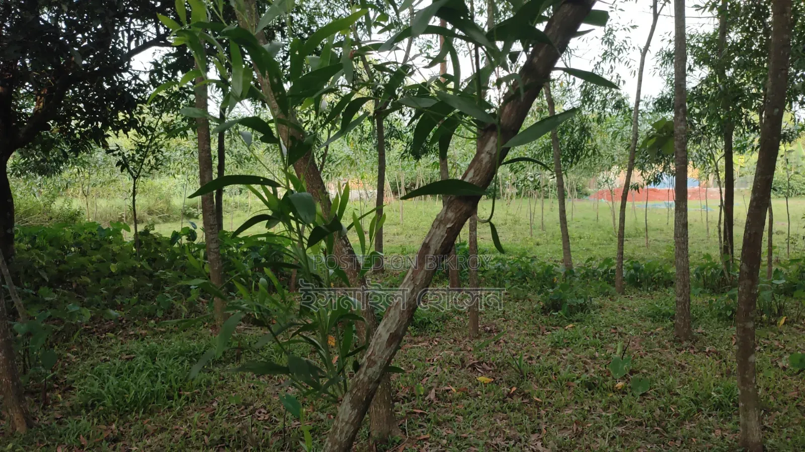 Land for sale 12 katha due to urgent need of money