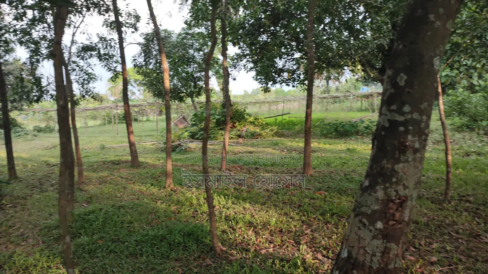 Land for sale 12 katha due to urgent need of money