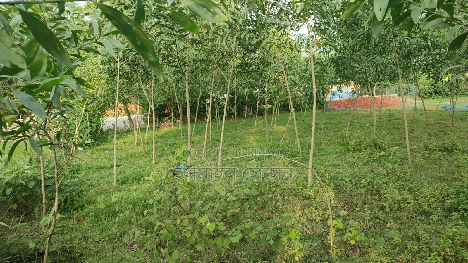 Land for sale 12 katha due to urgent need of money