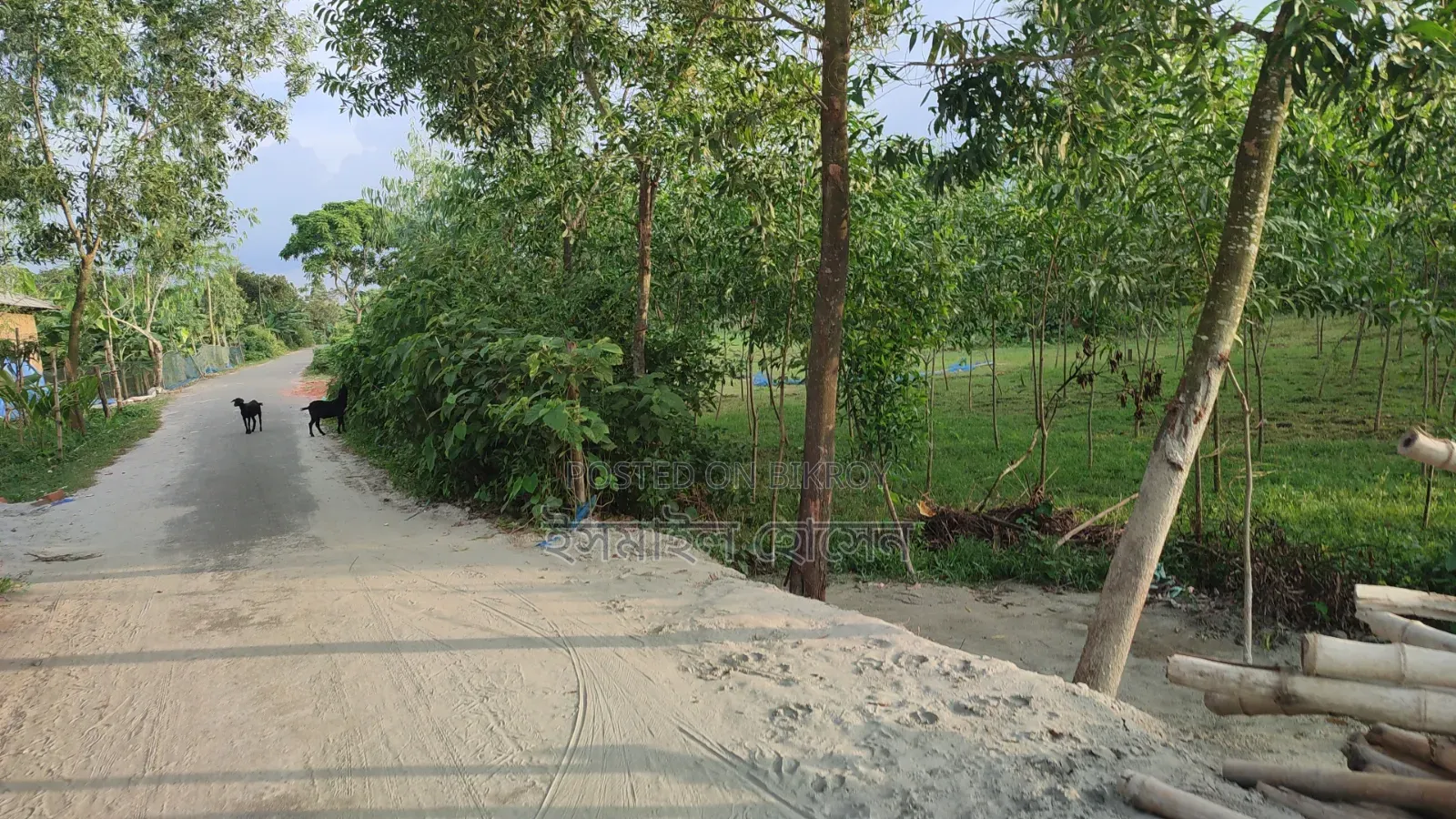 Land for sale 12 katha due to urgent need of money