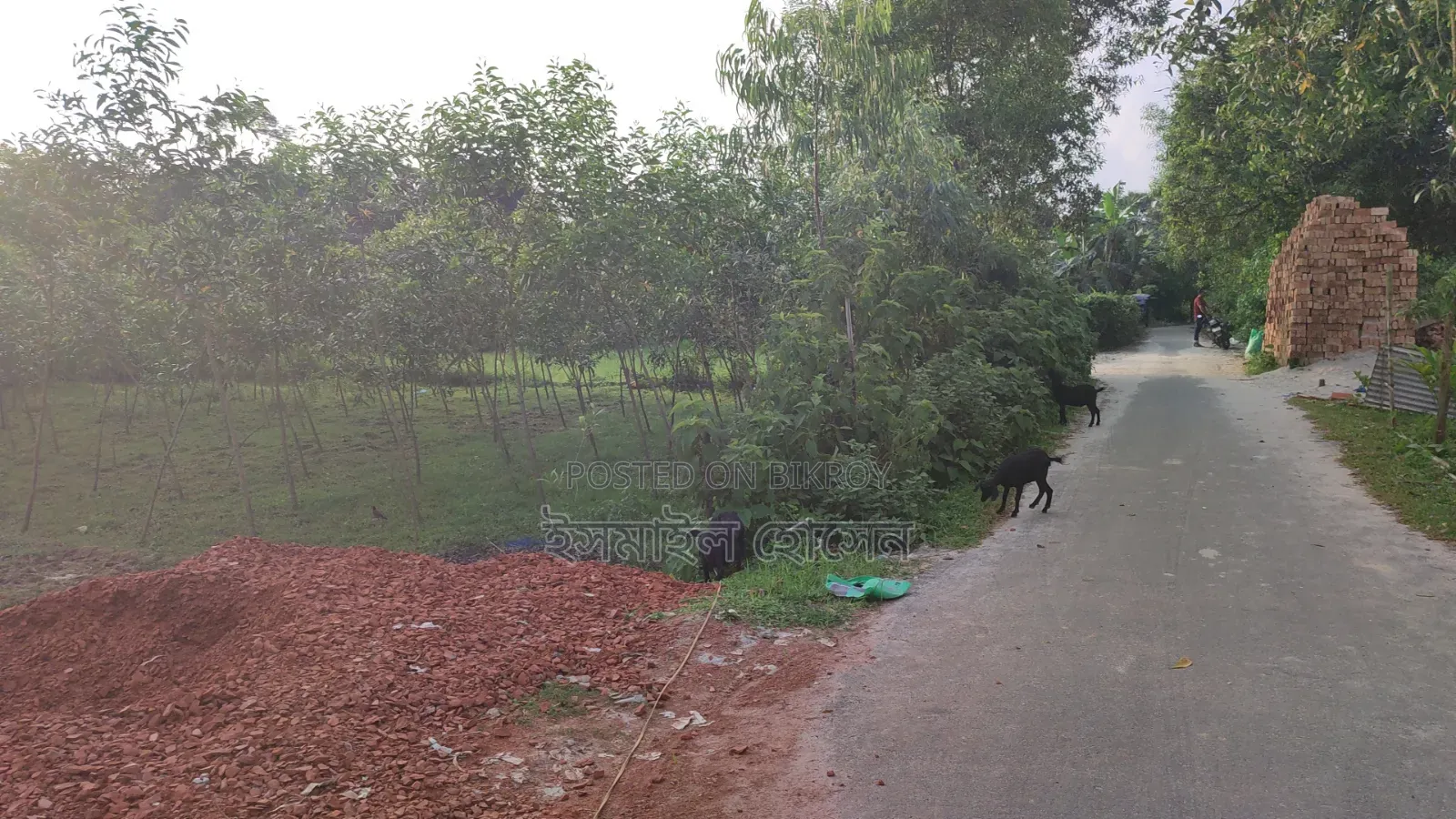 Land for sale 12 katha due to urgent need of money