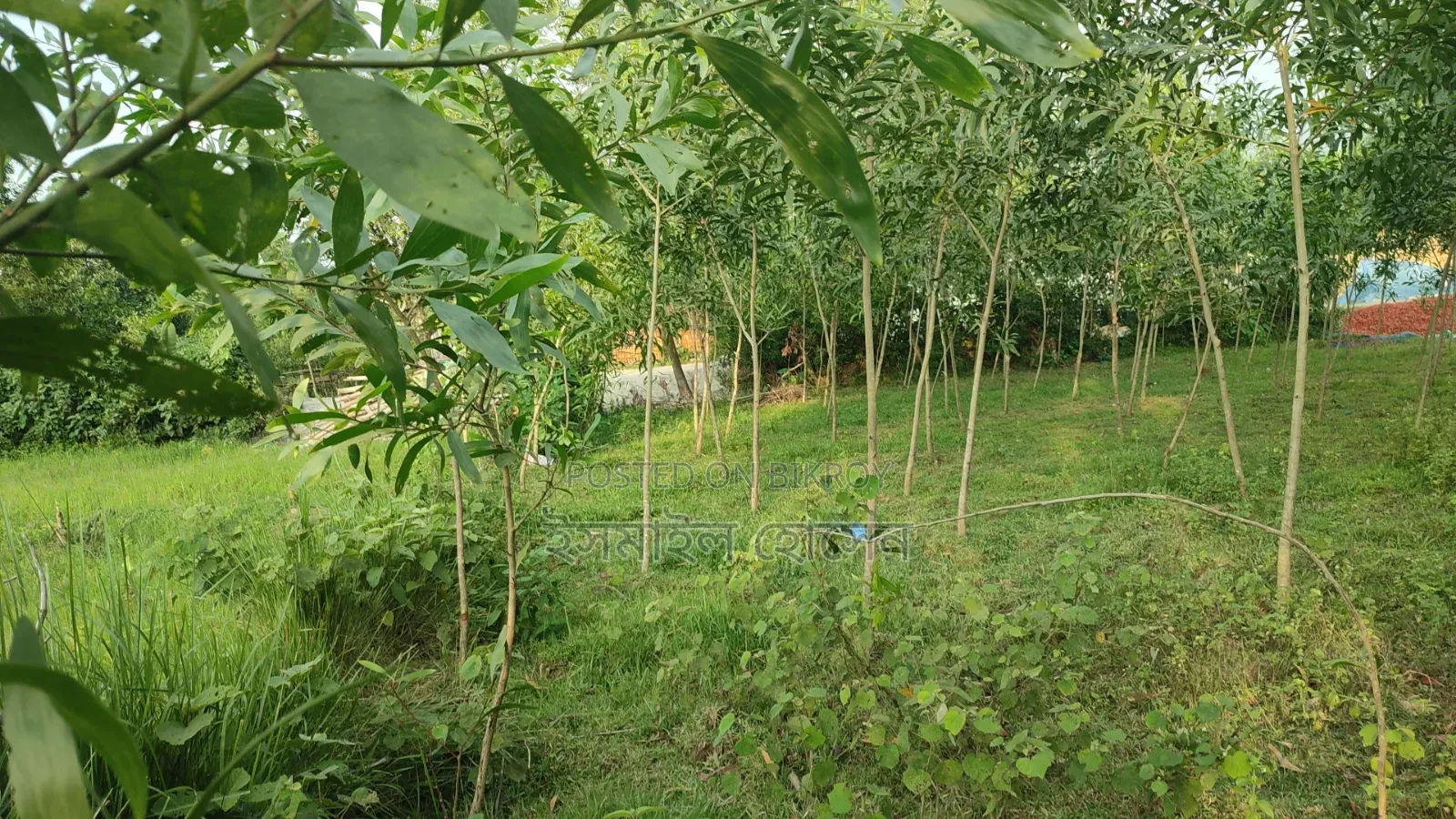 Land for sale 12 katha due to urgent need of money