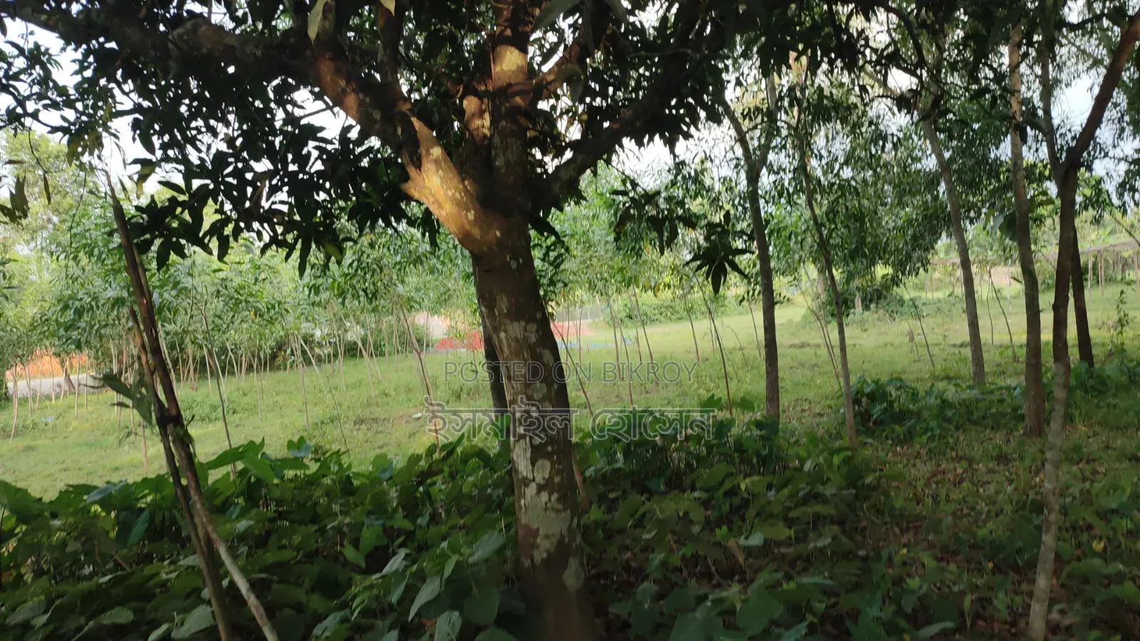Land for sale 12 katha due to urgent need of money