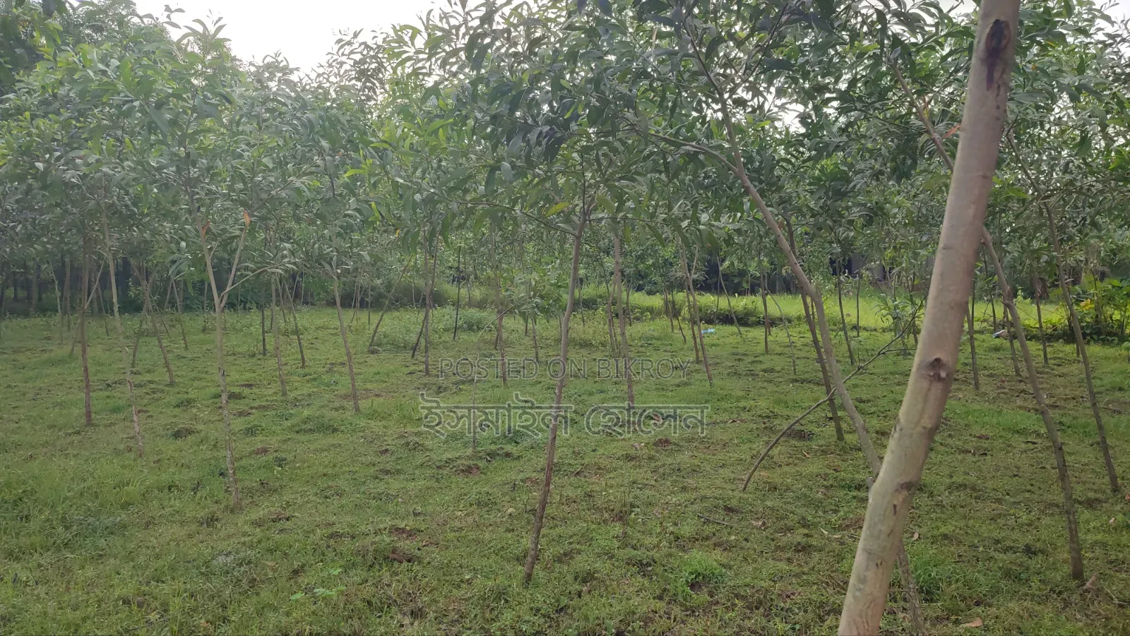 Land for sale 12 katha due to urgent need of money