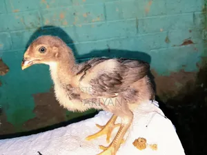 Aseel Chicken Chick