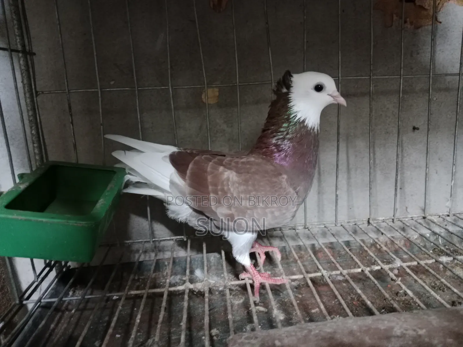 Gorra Pigeon