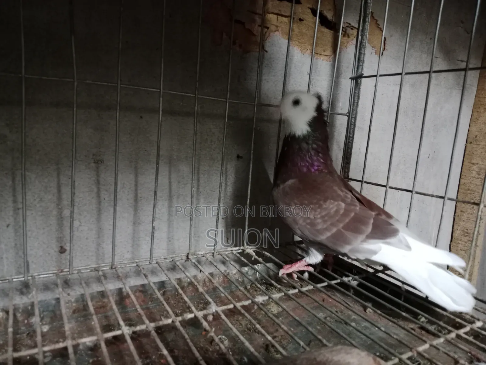 Gorra Pigeon