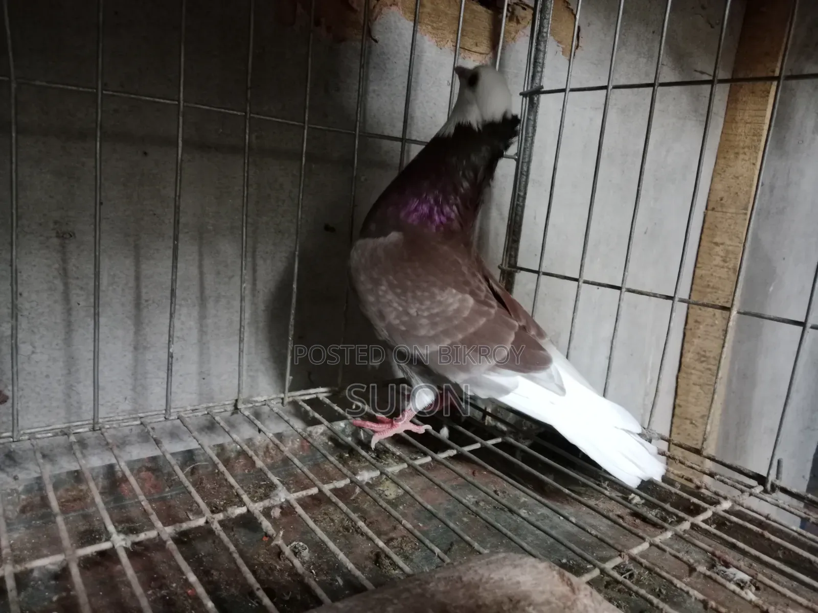 Gorra Pigeon