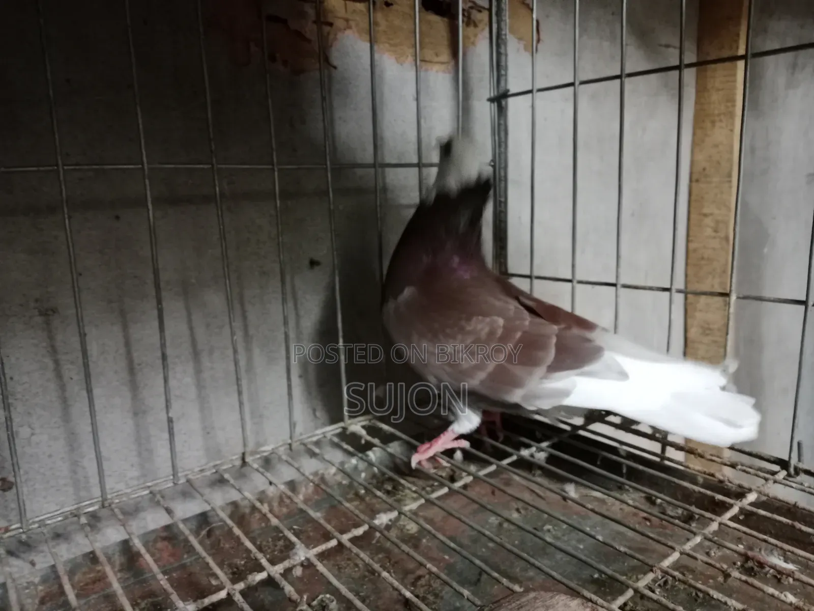 Gorra Pigeon
