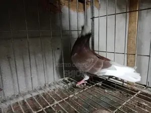 Gorra Pigeon