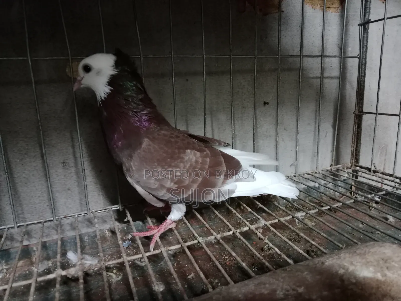 Gorra Pigeon