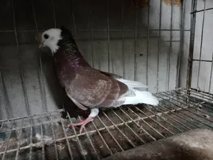 Gorra Pigeon
