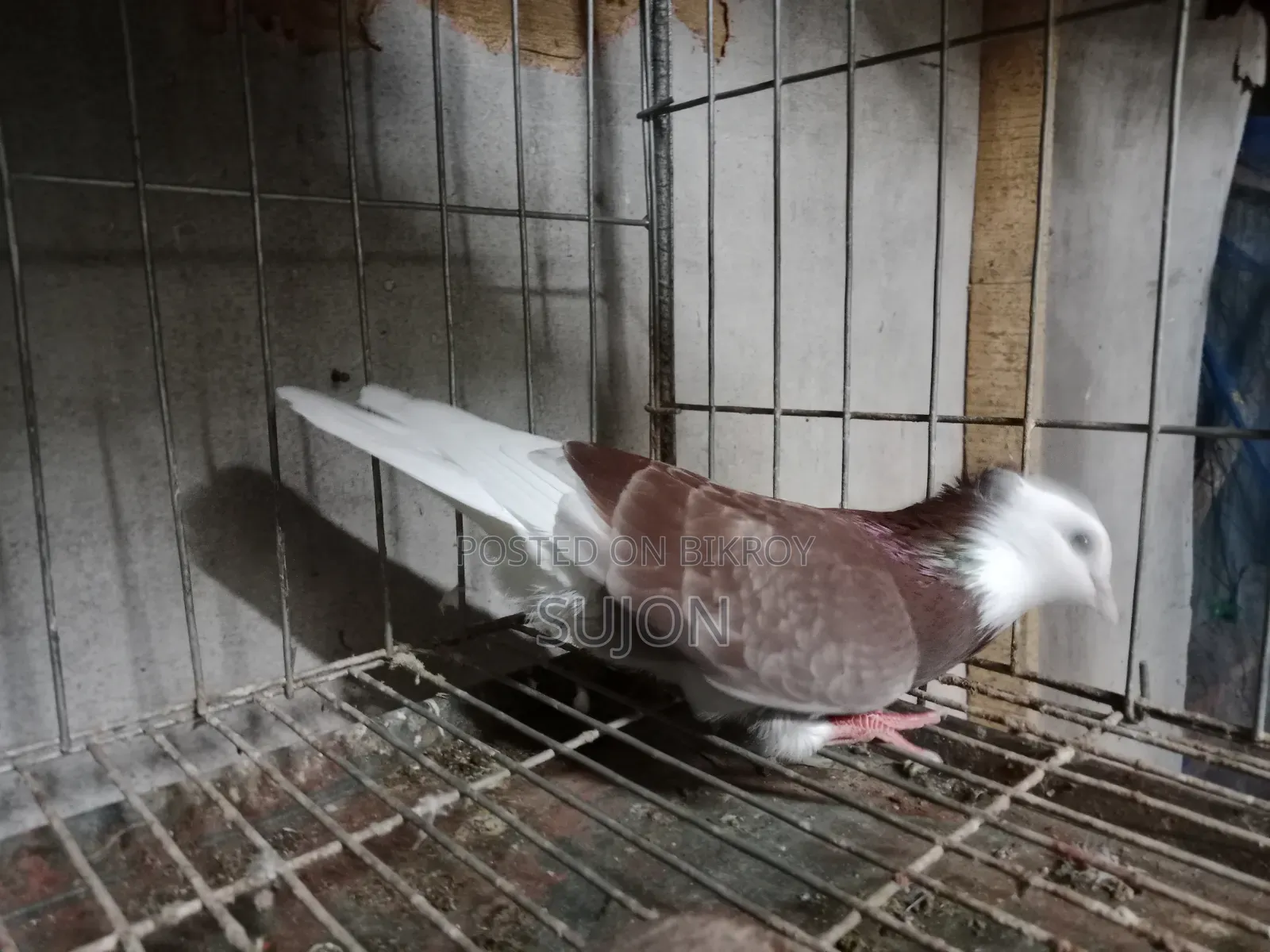Gorra Pigeon
