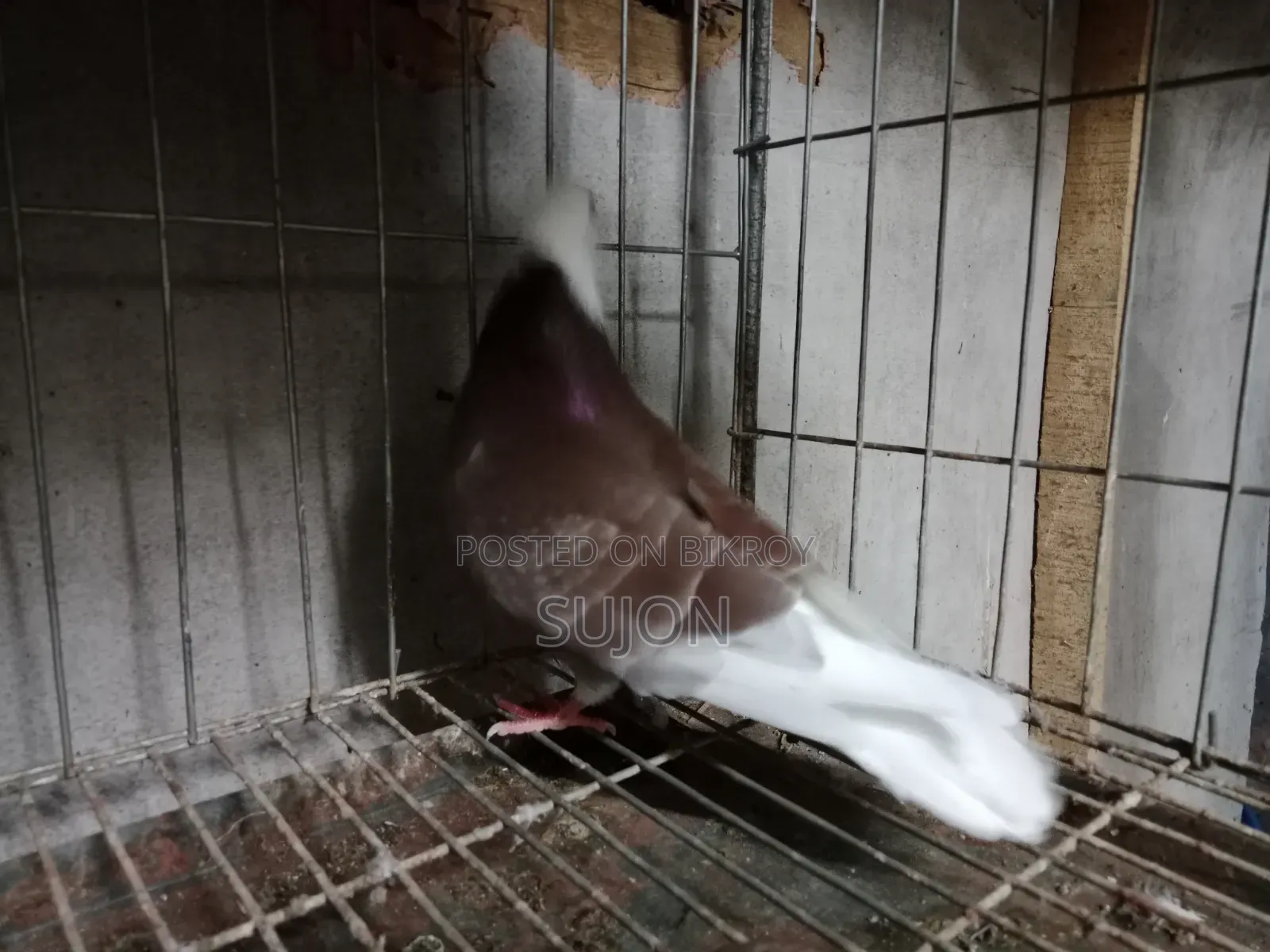 Gorra Pigeon