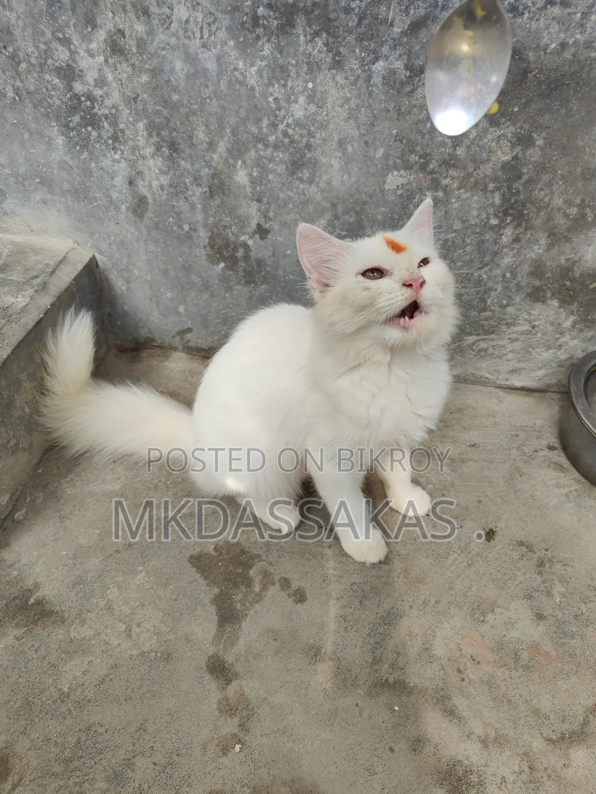 ৩-৬ মাস বয়সী পুরুষ বিশুদ্ধ জাতের পার্সিয়ান