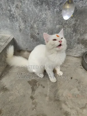 ৩-৬ মাস বয়সী পুরুষ বিশুদ্ধ জাতের পার্সিয়ান