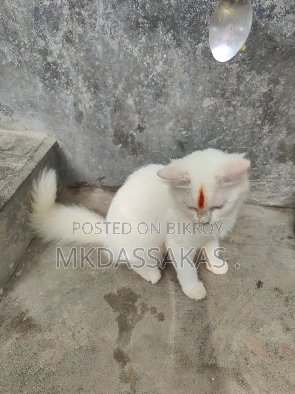 ৩-৬ মাস বয়সী পুরুষ বিশুদ্ধ জাতের পার্সিয়ান