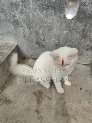 ৩-৬ মাস বয়সী পুরুষ বিশুদ্ধ জাতের পার্সিয়ান