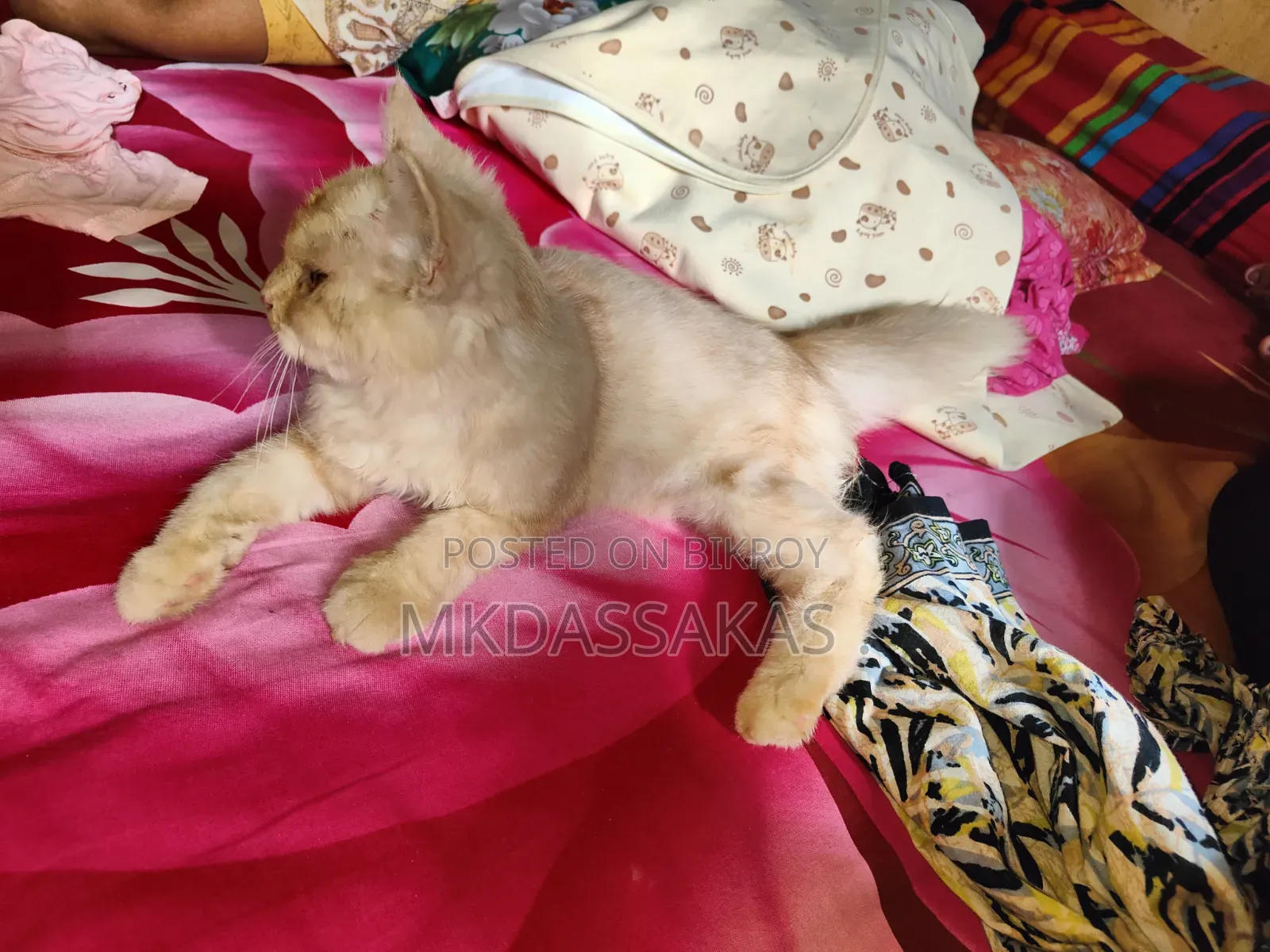 ৩-৬ মাস বয়সী পুরুষ বিশুদ্ধ জাতের পার্সিয়ান