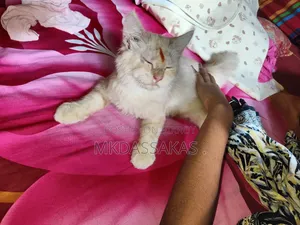 ৩-৬ মাস বয়সী পুরুষ বিশুদ্ধ জাতের পার্সিয়ান