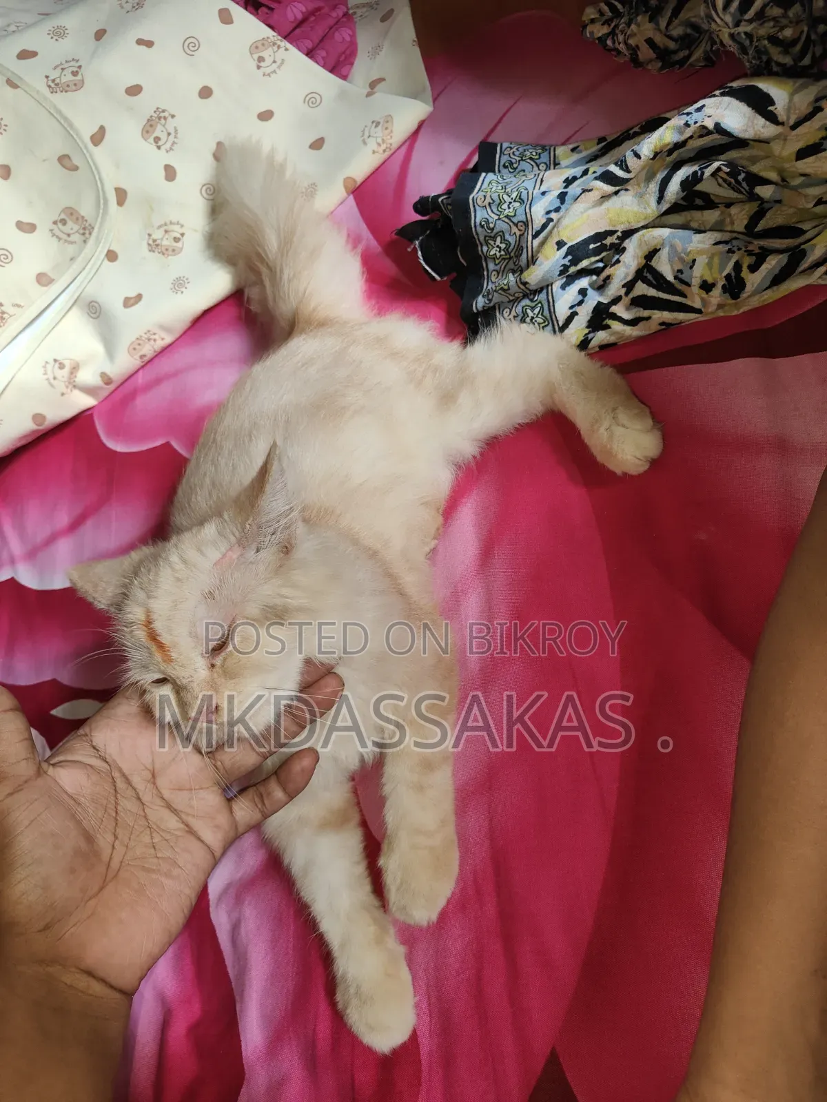 ৩-৬ মাস বয়সী পুরুষ বিশুদ্ধ জাতের পার্সিয়ান