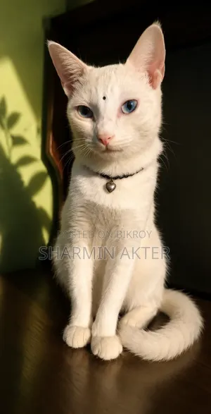 ৩-৬ মাসের মহিলা মিশ্র জাতের বিড়াল