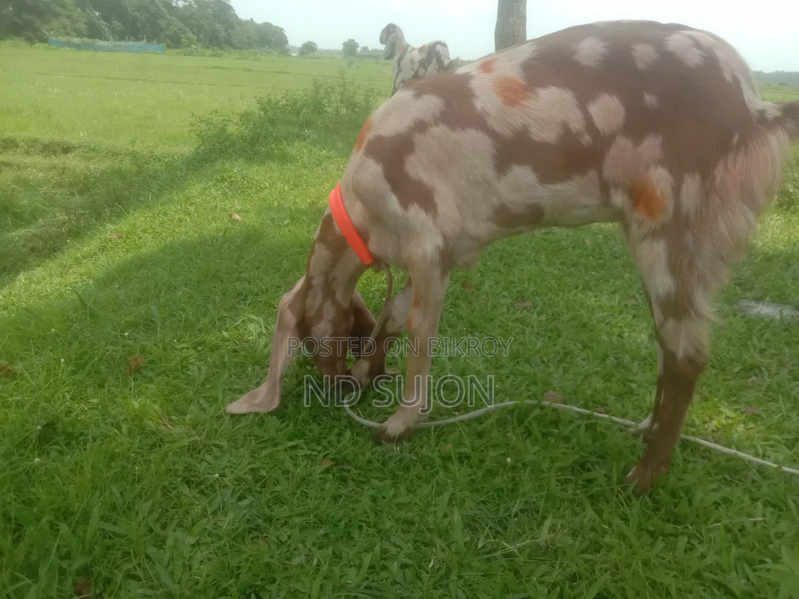 তোতা পড়ি ক্রস মেয়ে ছাগল বয়স ৬+