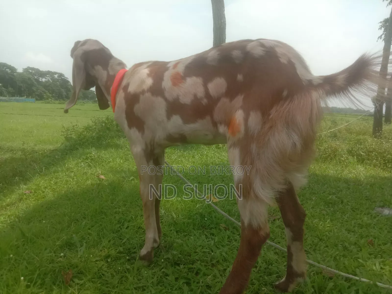 তোতা পড়ি ক্রস মেয়ে ছাগল বয়স ৬+
