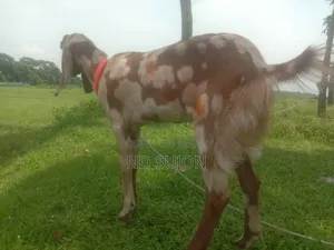 তোতা পড়ি ক্রস মেয়ে ছাগল বয়স ৬+