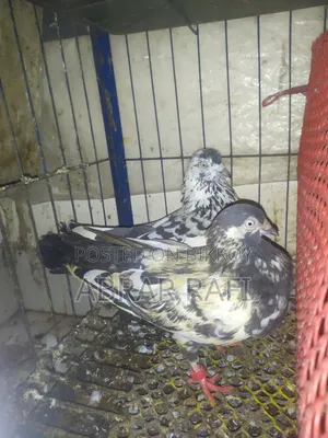 Active Giribaz Pigeons