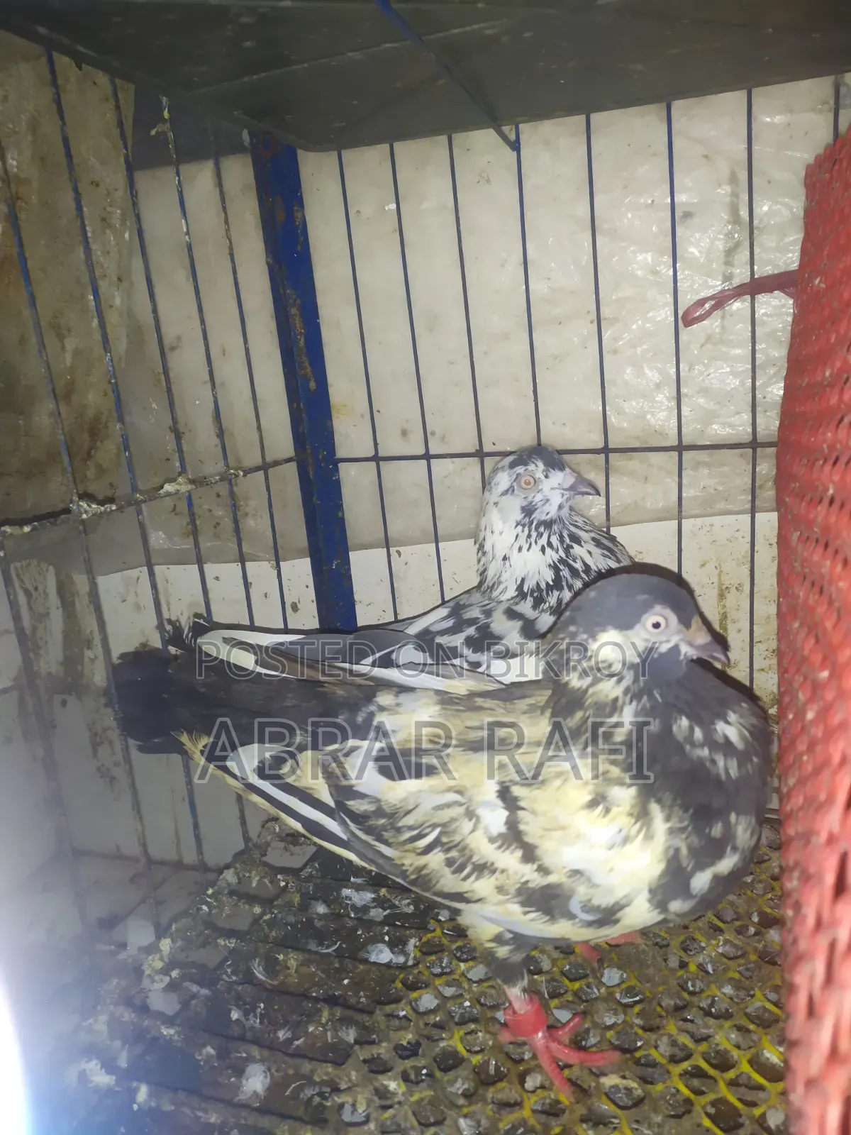 Active Giribaz Pigeons