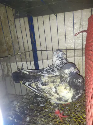 Active Giribaz Pigeons