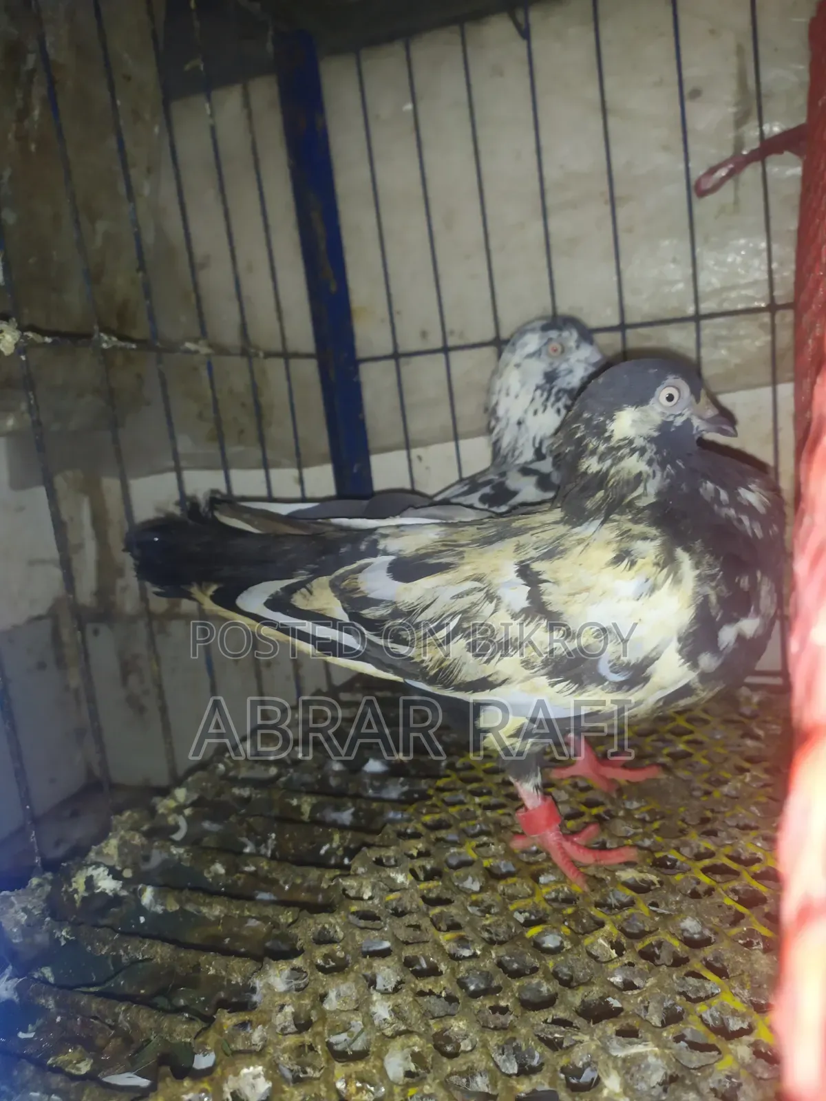 Active Giribaz Pigeons