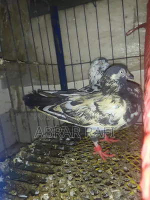 Active Giribaz Pigeons